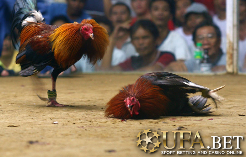 ไก่ชน UFABET