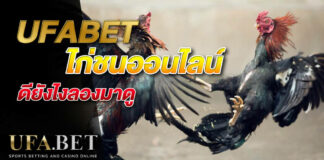 UFABET ไก่ชนออนไลน์