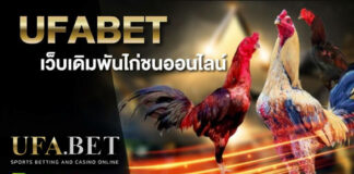 เว็บเดิมพันไก่ชนออนไลน์ UFABET